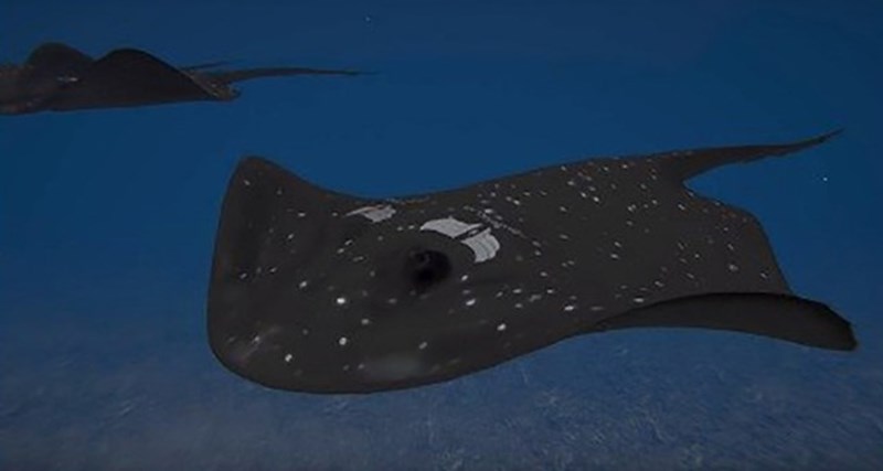 Αυτό είναι το νέο “υπερόπλο” του Ερντογάν – Το φονικό “σαλάχι” μπορεί να κατασκοπεύσει αλλά και να ανατινάξει τα πλοία του εχθρού  – ΒΙΝΤΕΟ