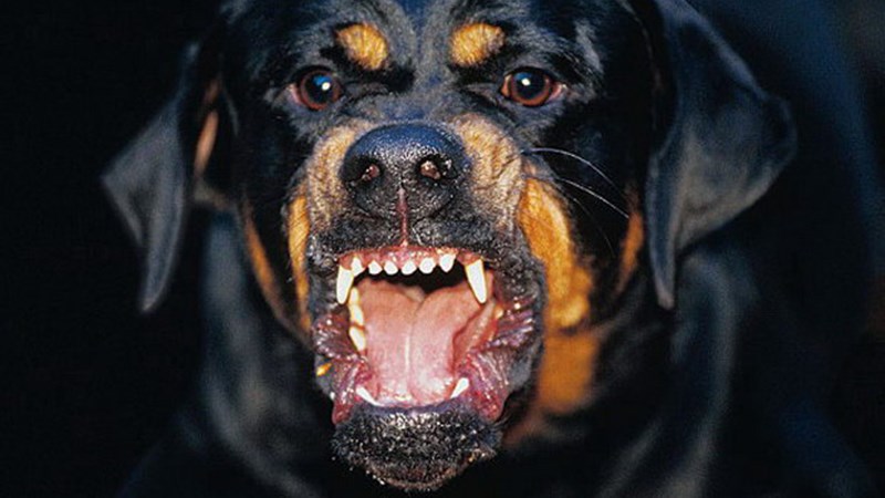 Φρίκη – Δύο ροτβάιλερ επιτέθηκαν σε μάνα και κόρη