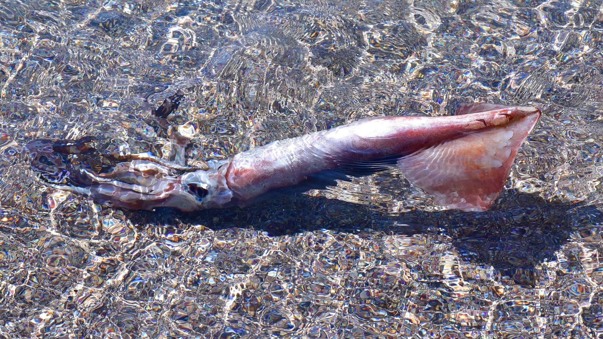 Καλαμάρι – γίγαντα έπιασαν λουόμενοι στο Ναύπλιο – ΦΩΤΟ – ΒΙΝΤΕΟ