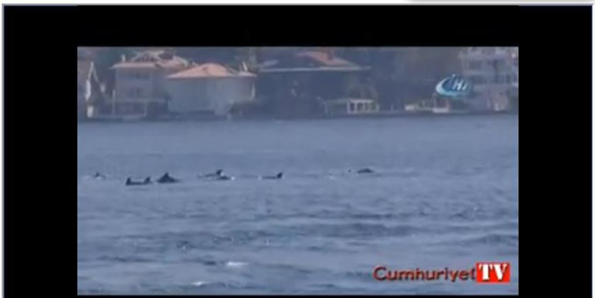 Υπέροχο θέαμα στον Βόσπορο: Τα δελφίνια που μαγνήτισαν τα βλέμματα – ΒΙΝΤΕΟ