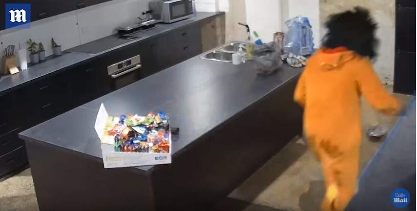 Η αστυνομία αναζητά τον κλέφτη… λιοντάρι  – ΒΙΝΤΕΟ