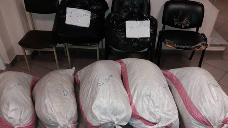 Ρεσάλτο Αλβανών στην Πίνδο για το “λουλούδι του Δαρβίνου” – ΒΙΝΤΕΟ – ΦΩΤΟ