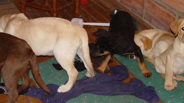 Φρίκη: Κτηνίατρος διακινούσε ναρκωτικά μέσα στα στομάχια κουταβιών – ΒΙΝΤΕΟ