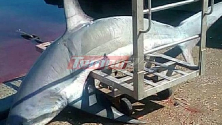 Δεν πίστευε στα μάτια του -Έπιασε στα δίχτυα του καρχαρία 200 κιλών- ΦΩΤΟ