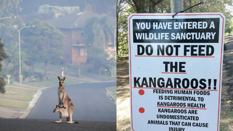 Καγκουρό εθισμένα… στα καρότα επιτίθενται σε τουρίστες – ΒΙΝΤΕΟ