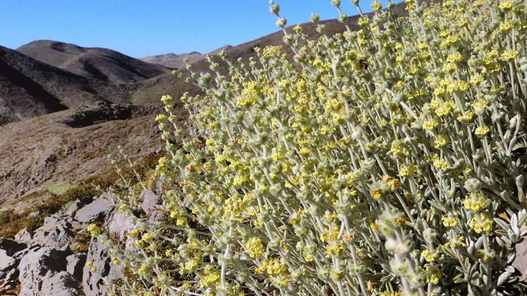 Νέες “επιδρομές” Αλβανών για βότανα στα ελληνικά βουνά – Δύο συλλήψεις