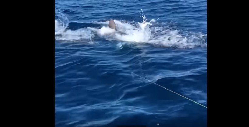 Έπιασαν στο αγκίστρι έναν καρχαρία… αλλά έγινε “μεσημεριανό” για άλλον καρχαρία – ΒΙΝΤΕΟ