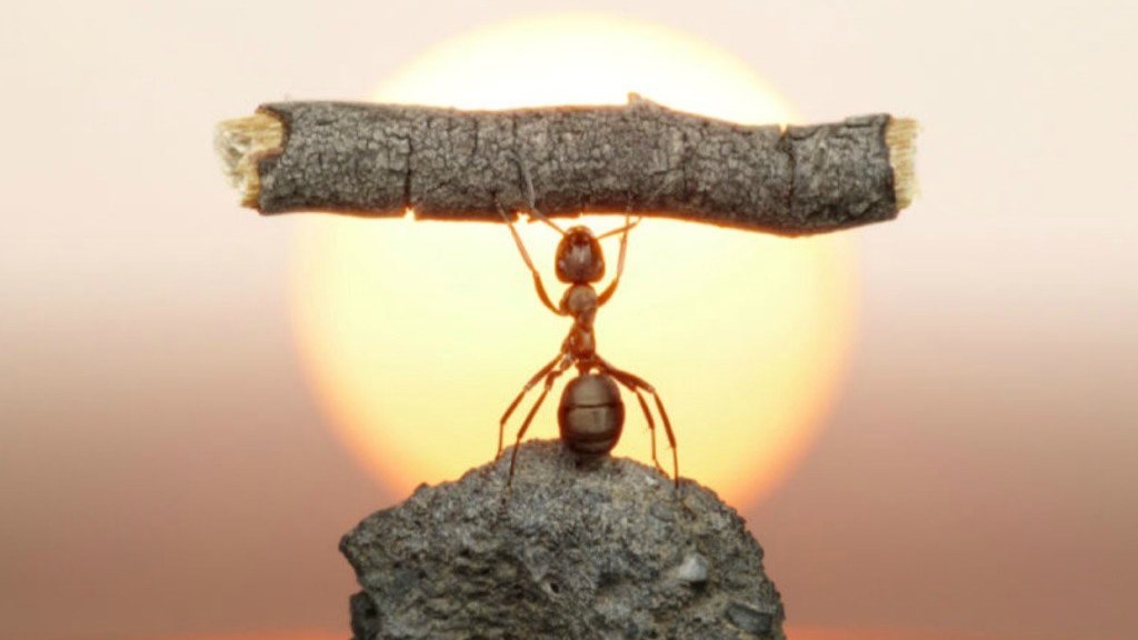 Δείτε πως να κρατήσετε τα μυρμήγκια μακριά από το σπίτι σας