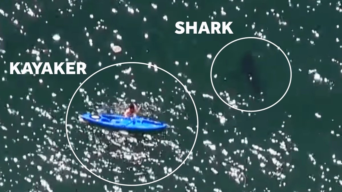 Έκανε καγιάκ σε απόσταση αναπνοής από έναν λευκό καρχαρία – ΒΙΝΤΕΟ