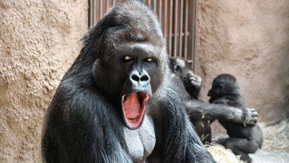 Ένα γορίλας με… φωτογένεια – ΦΩΤΟ