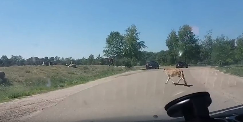 Τσιτάχ κυνήγησαν οικογένεια σε πάρκο σαφάρι – ΒΙΝΤΕΟ