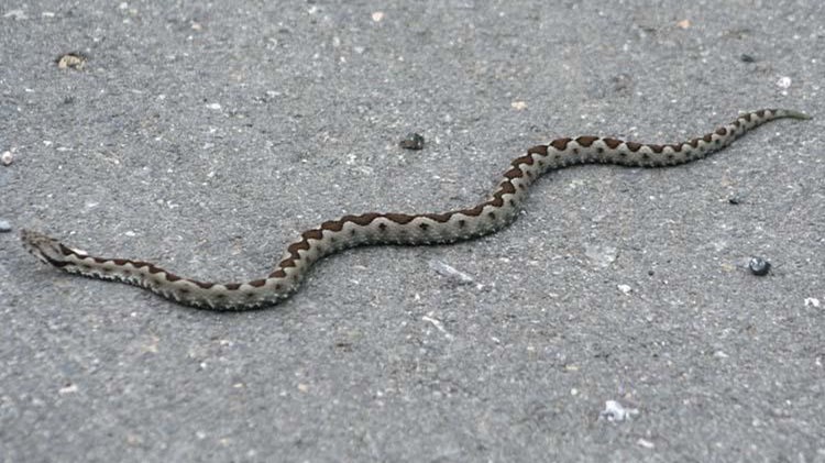 Το δάγκωμα της οχιάς τον έστειλε στο νοσοκομείο