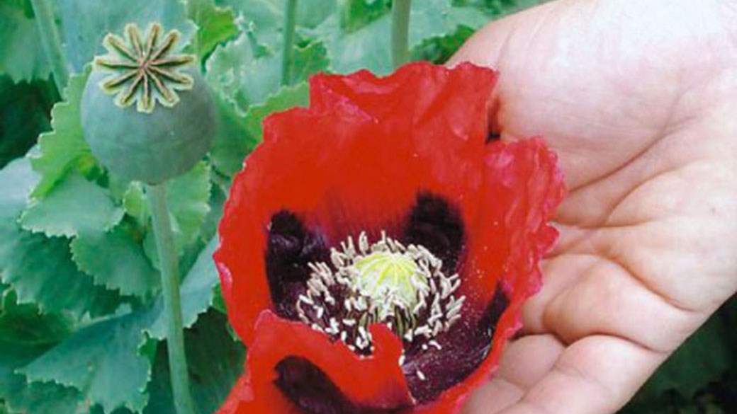 Αποκαλύφθηκε μεγάλη φυτεία με οπιούχες παπαρούνες από τις οποίες μπορεί να παραχθεί από μορφίνη μέχρι ηρωίνη