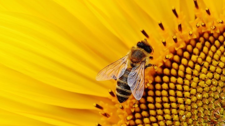Die Zeit: Αν εξαφανιστεί η μέλισσα…θα χαθεί και η ανθρωπότητα
