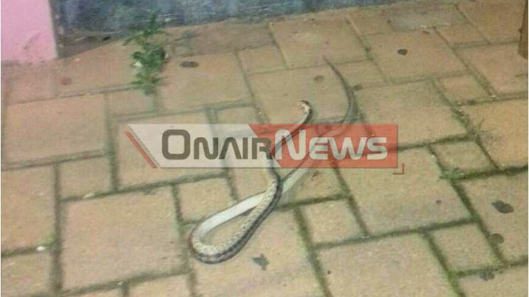 Άδοξο τέλος για τον… Διαμαντή που αποφάσισε να πάρει τον αέρα του στο κέντρο του Μεσολογγίου- ΦΩΤΟ