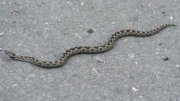 Πανικός σε σούπερ μάρκετ- Βρήκαν ένα φίδι δίπλα στα καροτσάκια