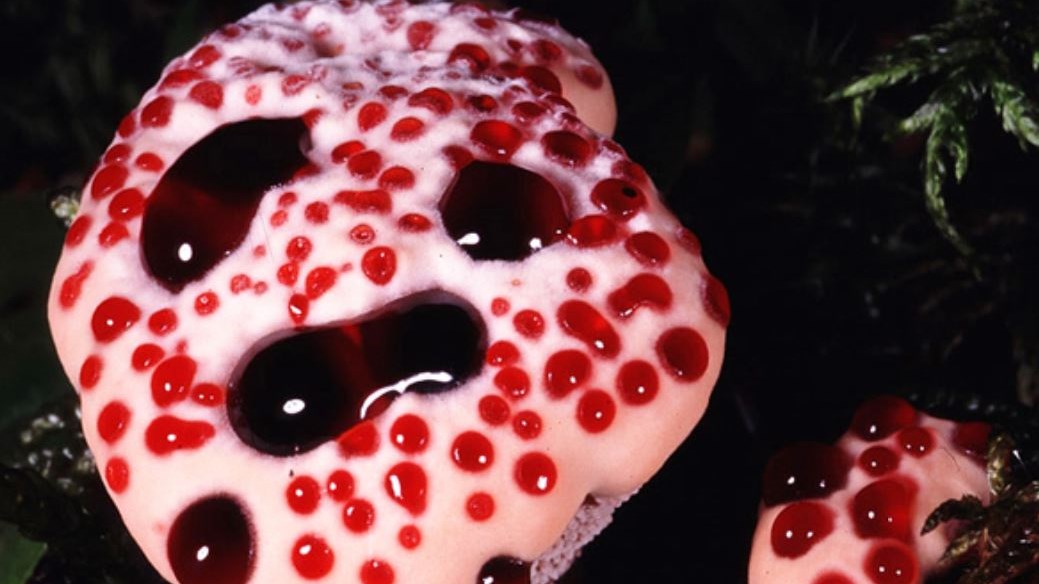 Το σπάνιο μανιτάρι που… αιμορραγεί – ΦΩΤΟ