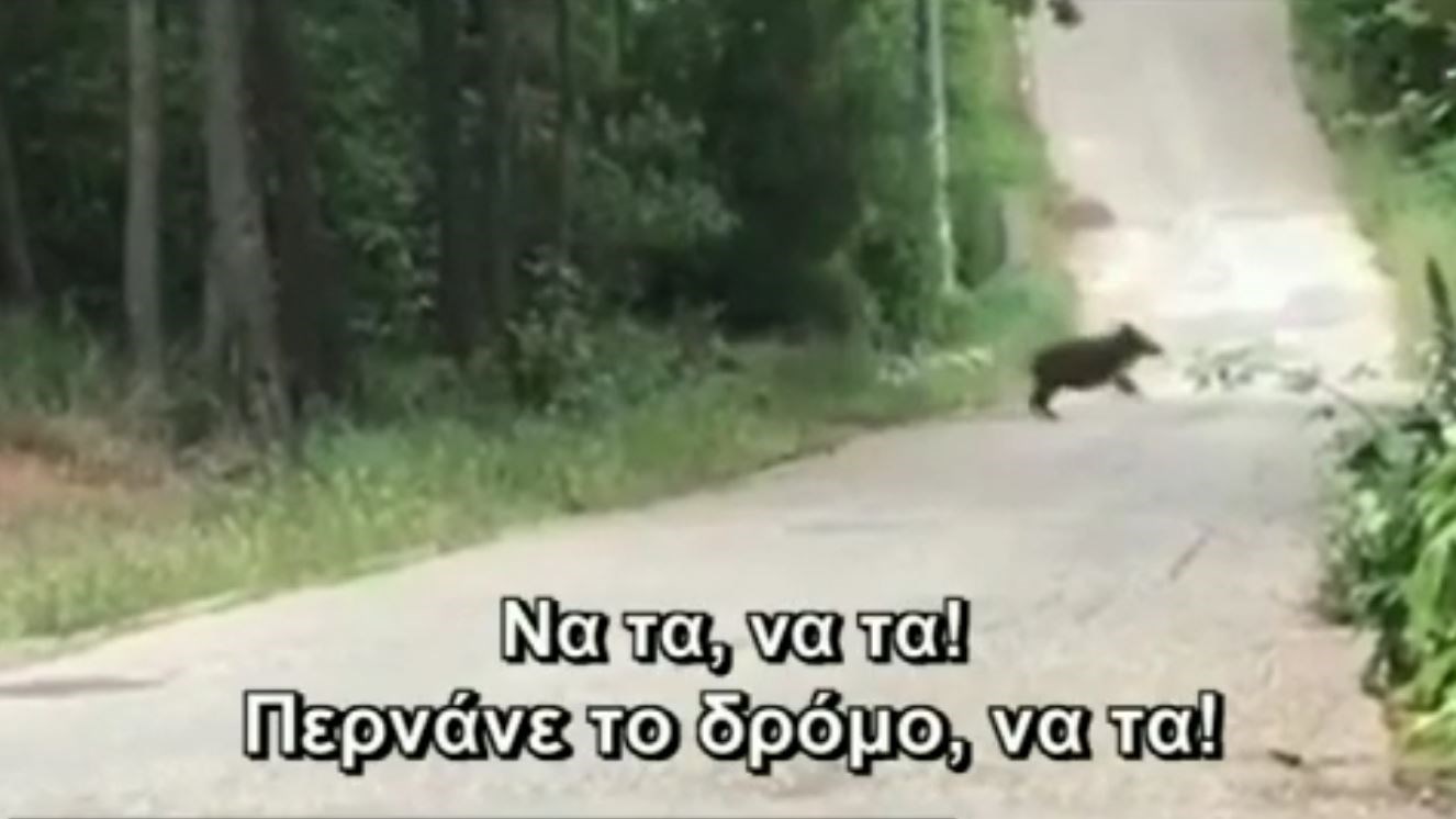 Το είδαμε κι αυτό – Αγριογούρουνα κάνουν βόλτα στην Εκάλη – ΒΙΝΤΕΟ