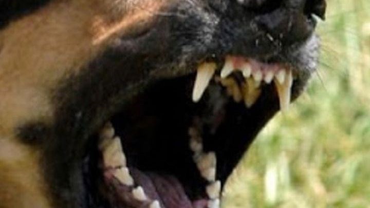 Σοκ στην Πτολεμαΐδα: Σκύλος επιτέθηκε και δάγκωσε 10χρονο στην κεντρική πλατεία- ΒΙΝΤΕΟ