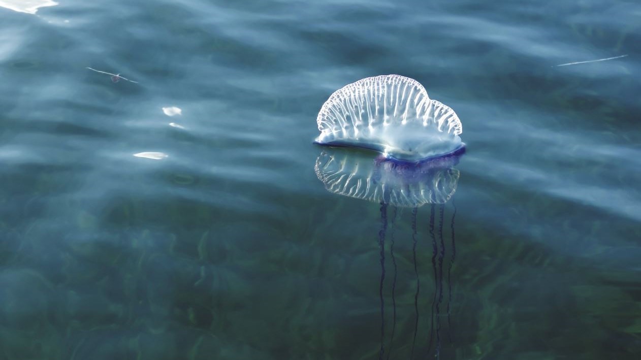 Συναγερμός στη Μεσόγειο για την μέδουσα…δολοφόνο