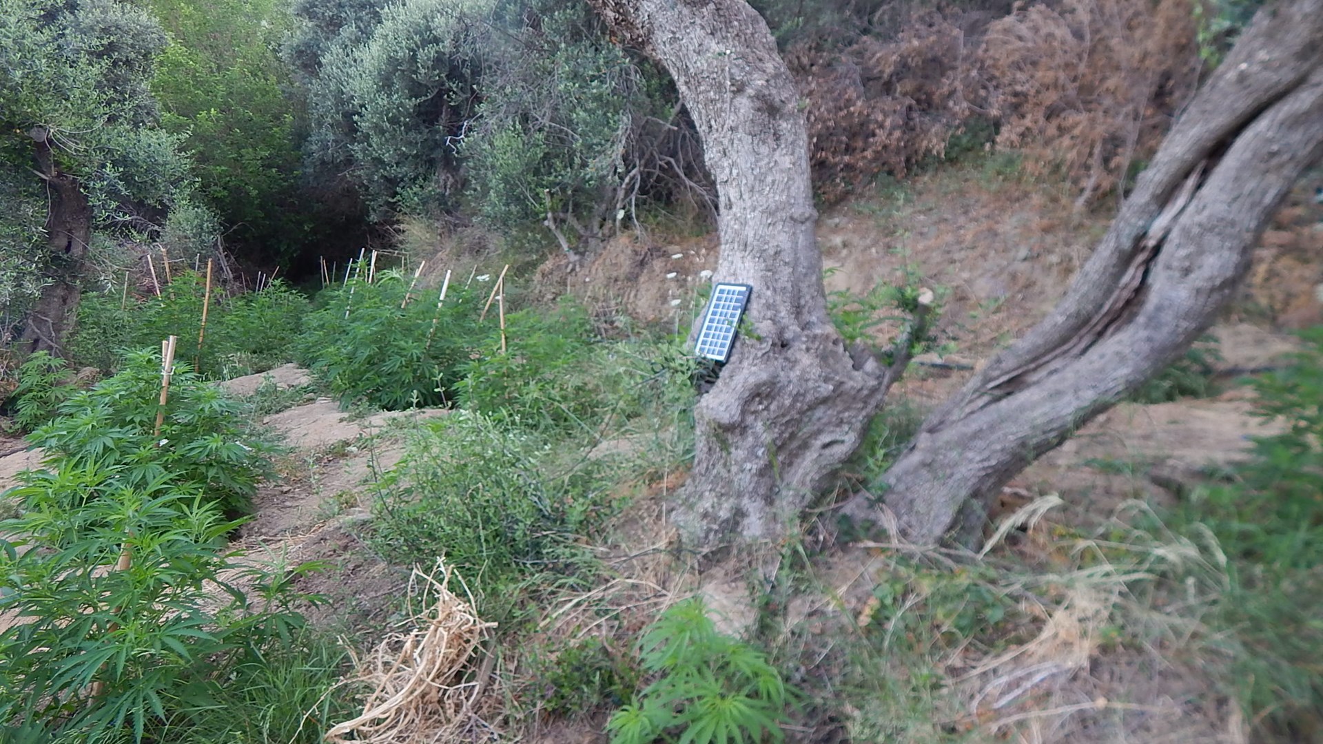 Χασισοφυτεία με 531 δενδρύλλια εντοπίστηκε στο Ρέθυμνο – ΦΩΤΟ