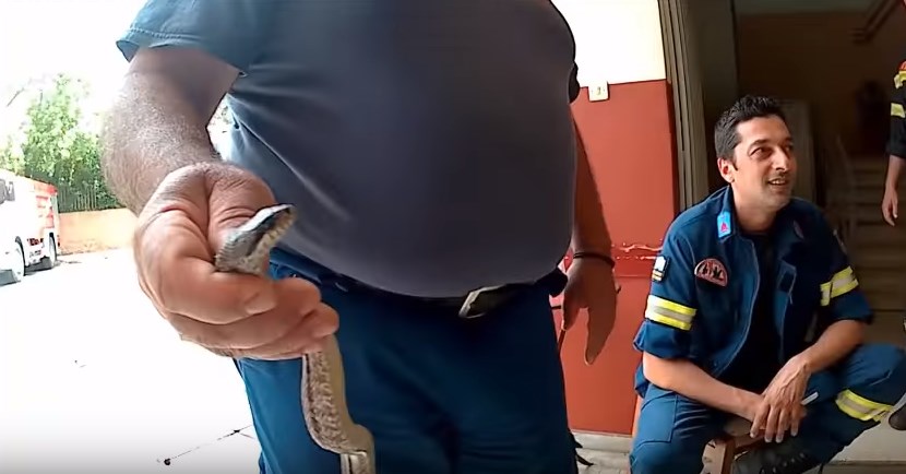 Σοκ για ενοίκους: Πώς αντέδρασαν όταν βρήκαν ένα… φίδι στο μπαλκόνι τους- ΒΙΝΤΕΟ