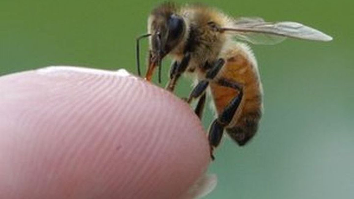 Τραγωδία- Σωφρονιστικός υπάλληλος πέθανε από το τσίμπημα μέλισσας