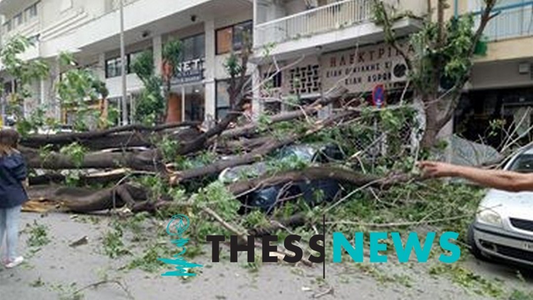 Δέντρο έπεσε στη μέση του δρόμου – Διεκόπη η κυκλοφορία – ΒΙΝΤΕΟ – ΦΩΤΟ