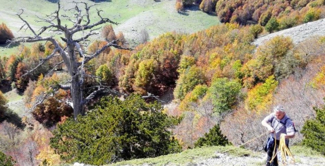 Το αρχαιότερο δέντρο της Ευρώπης είναι 1.230 ετών – ΦΩΤΟ