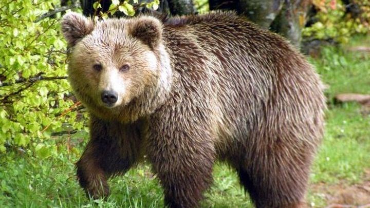 Αρκούδα με τα δύο μικρά της βρήκε καταφύγιο σε αυλή σπιτιού στη Δροσοπηγή – ΒΙΝΤΕΟ