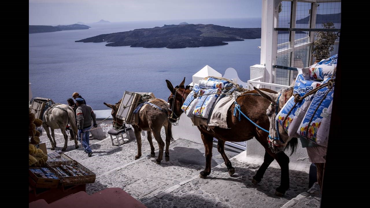 Οργή για το βίντεο με το παραφορτωμένο γαϊδουράκι στη Σαντορίνη – Παραπατά από το υπερβολικό βάρος