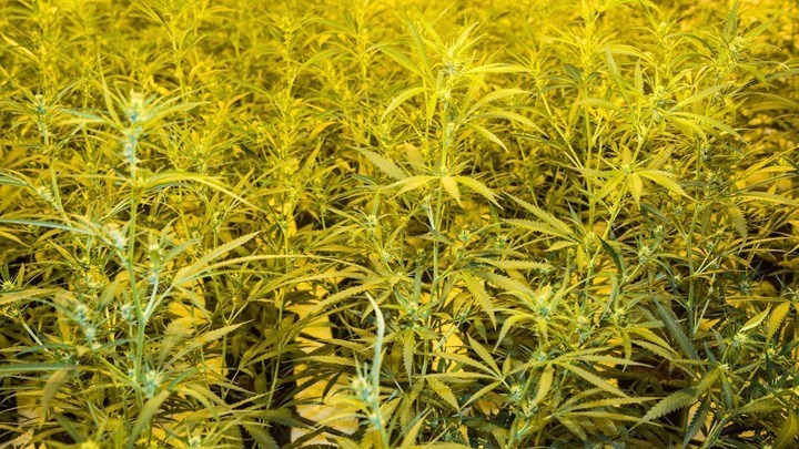 Συνελήφθη 53χρονος για καλλιέργεια κάνναβης