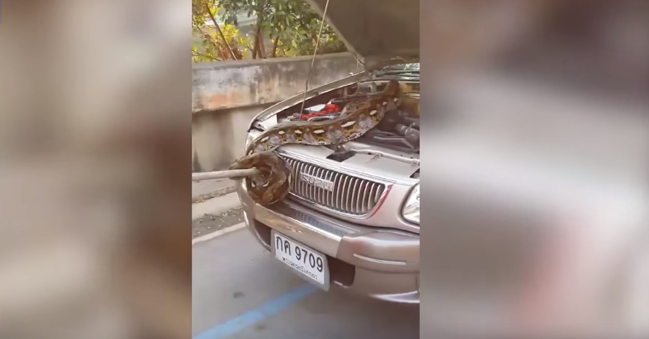 Βρήκε στο αυτοκίνητό του πύθωνα 3,5 μέτρων – ΒΙΝΤΕΟ