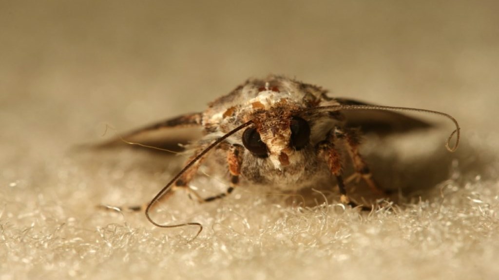 Δείτε πως θα προστατέψετε τα χαλιά σας από τον σκόρο