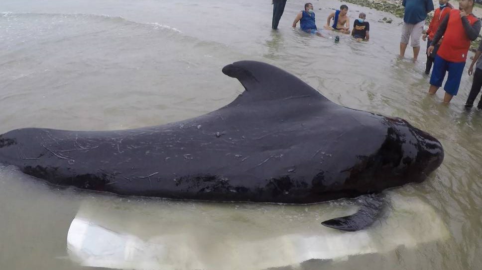 Τραγικός θάνατος φάλαινας – Κατάπιε 80 πλαστικές σακούλες βάρους 8 κιλών – ΦΩΤΟ – ΒΙΝΤΕΟ