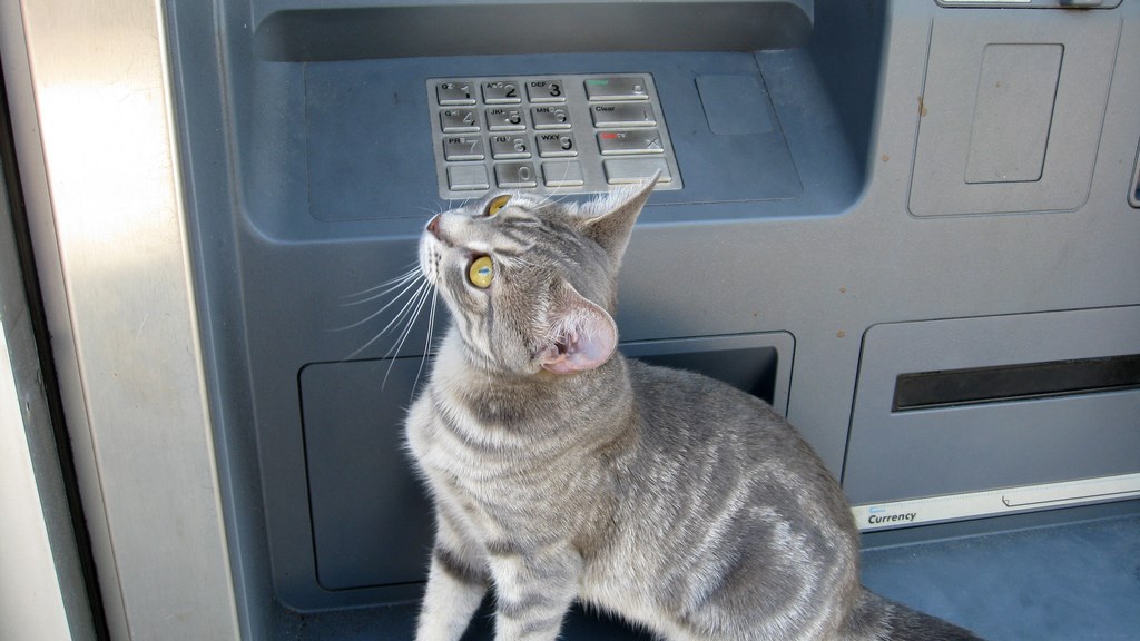 Το ακούσαμε κι αυτό: Γάτα εγκλωβίστηκε σε… ΑΤΜ στη Λάρισα