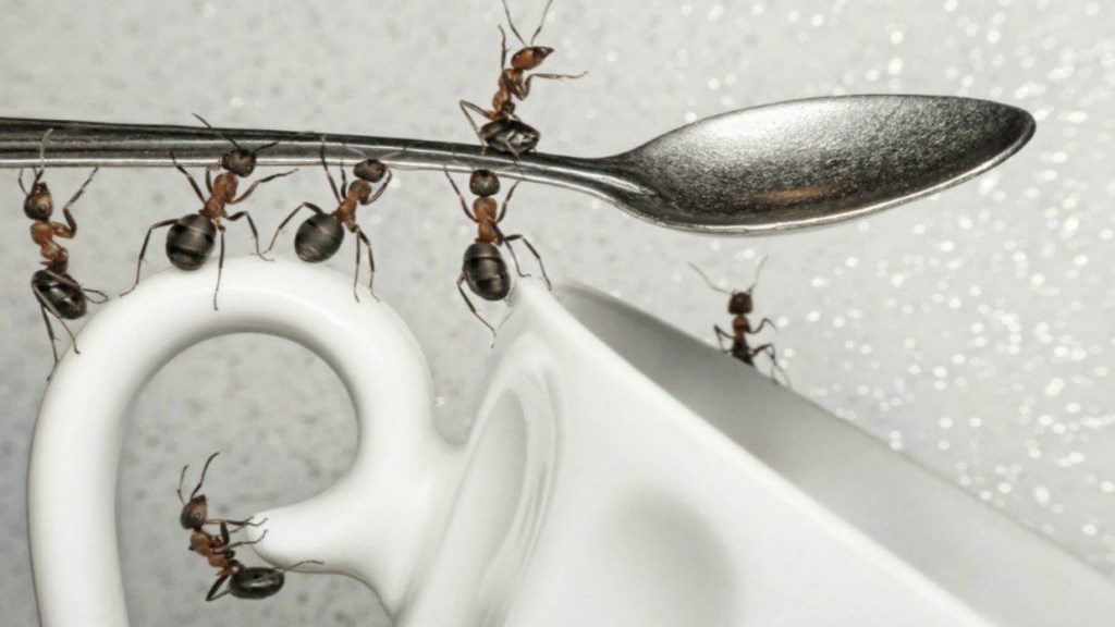 Πώς να κρατήσετε τα μυρμήγκια μακριά από το σπίτι σας
