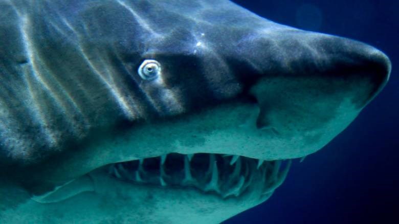 Σοκαριστική επίθεση – Καρχαρίας έφαγε το μόριο ενός 18χρονου – ΒΙΝΤΕΟ