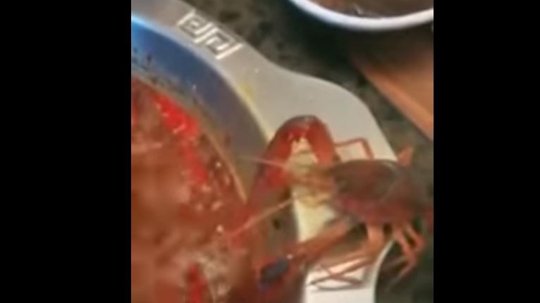 Καραβίδα προτιμά να… αυτοακρωτηριαστεί παρά να γίνει σούπα – Δείτε το βίντεο που έγινε viral