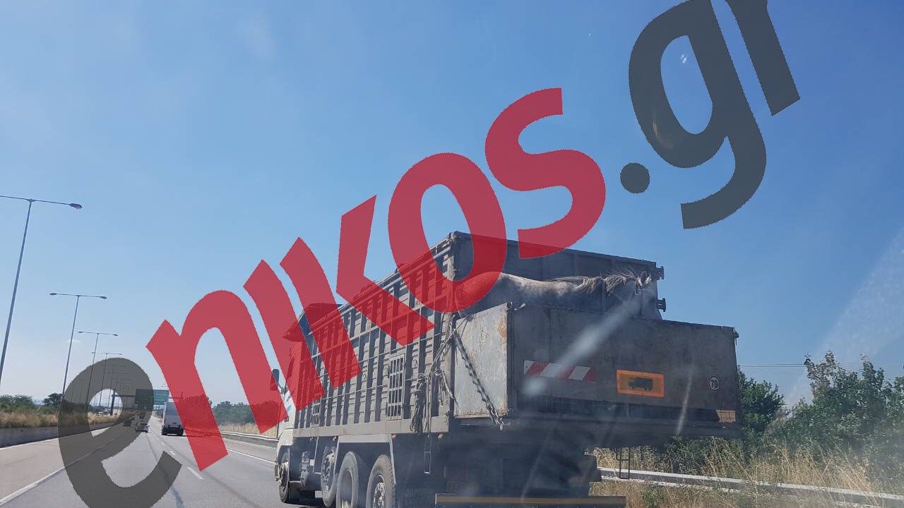 Ασυνείδητος οδηγός μεταφέρει άλογο χωρίς τα προβλεπόμενα μέτρα ασφάλειας- ΦΩΤΟ αναγνώστη