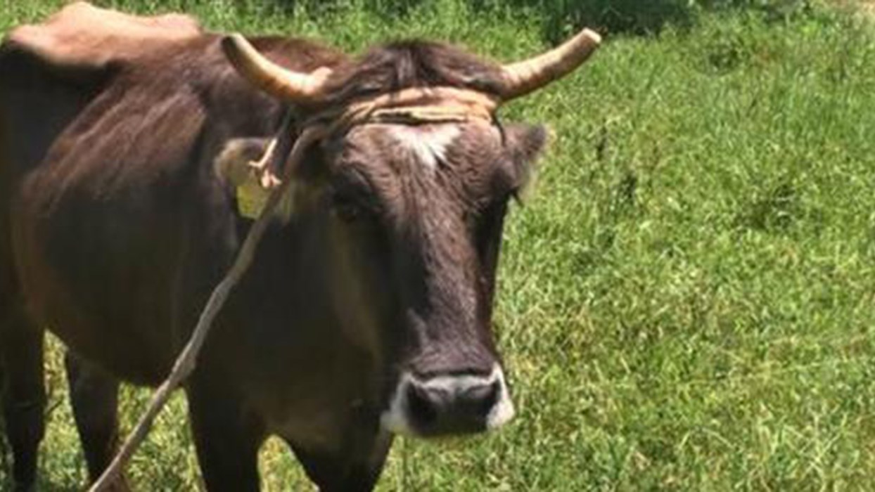 Το “έγκλημα” της αγελάδας: Καταδικάστηκε σε θάνατο επειδή πέρασε τα σύνορα της ΕΕ