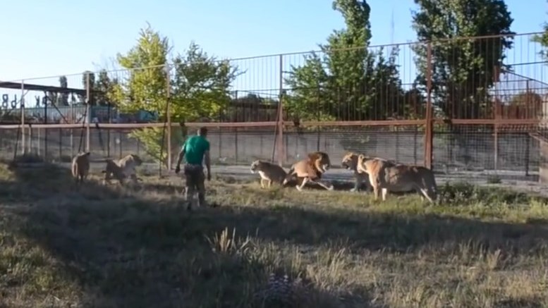 Θηριοδαμαστής για γέλια αλλά και πολύ τύχη: Πήρε την… παντόφλα στο χέρι και τα έβαλε με λιοντάρια που τσακώνονταν- ΒΙΝΤΕΟ