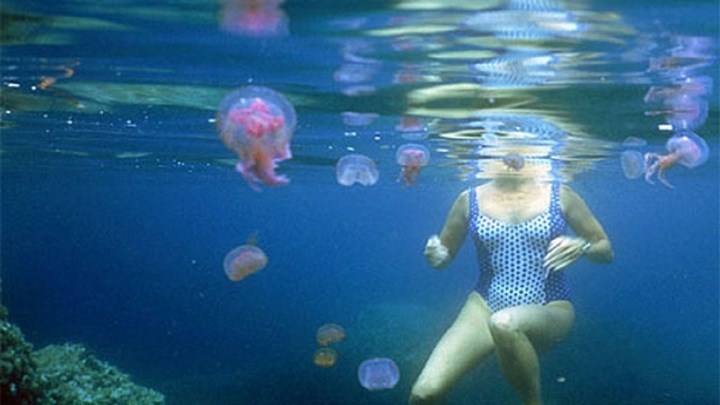 Online χάρτης για τσούχτρες στις παραλίες