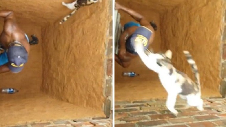 Νόμιζε ότι η γάτα είχε εγκλωβιστεί… αλλά τελικά ήταν γάτα – νίντζα – ΒΙΝΤΕΟ