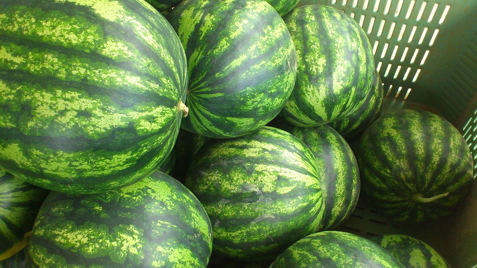 Αυτά είναι τα μυστικά για να διαλέγετε πάντα το τέλειο καρπούζι