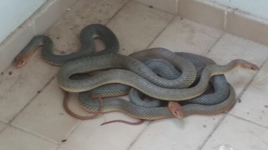 Οι απρόσκλητοι “επισκέπτες” στο μπαλκόνι φοιτητών έσπειραν τον πανικό