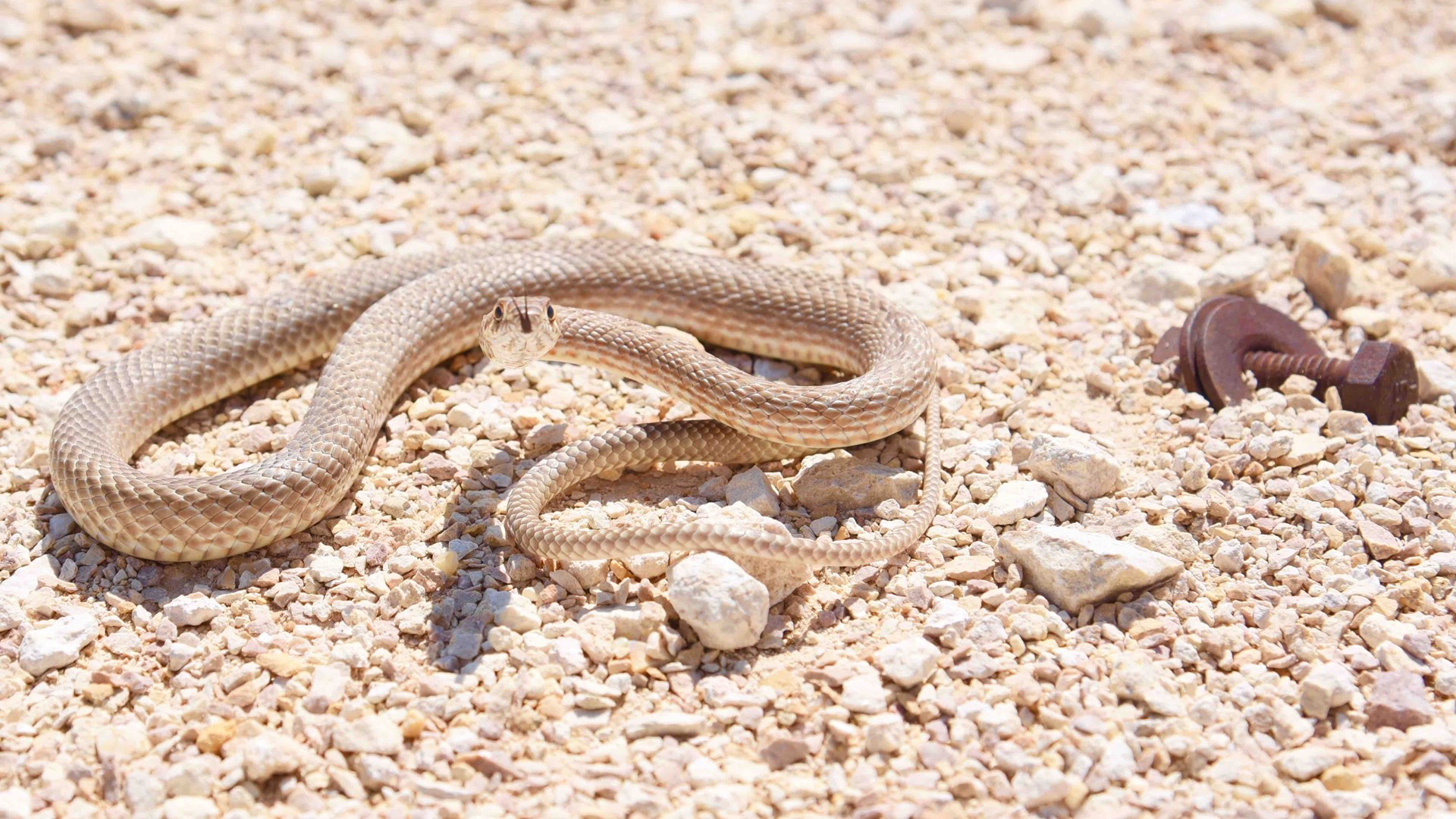 Αποκεφάλισε κροταλία… αλλά η εκδίκηση ήρθε από το κομμένο κεφάλι