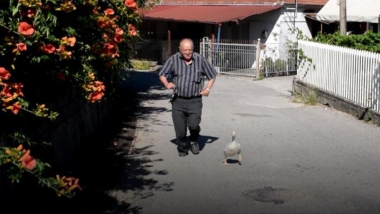 Θανασάκης, η πάπια-μασκότ της Ναυπακτίας – ΒΙΝΤΕΟ