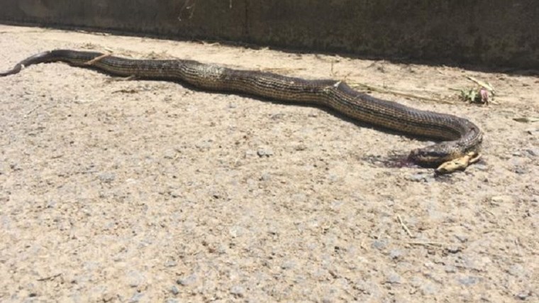 Τα φίδια βγήκαν στους δρόμους της Καλαμάτας- Καθημερινός ο εφιάλτης για τους κατοίκους – ΒΙΝΤΕΟ