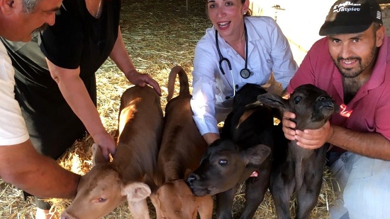 Σπάνιο φαινόμενο στην Άνδρο: Αγελάδα γέννησε τετράδυμα – ΦΩΤΟ